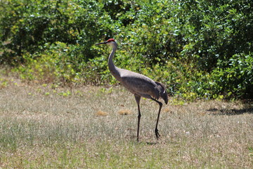 Fototapeta premium Crane walking through the fields.
