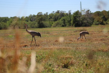 Cranes walking through the fields.
