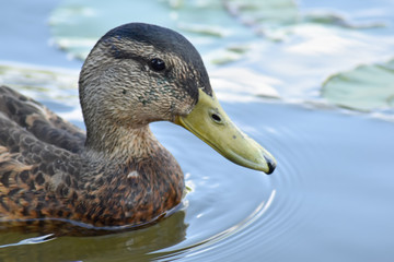 Głowa kaczka pływająca po jeziorze. © Krzysztof Głowacki