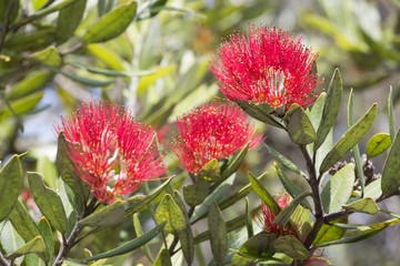 Close up view of pohutukawa flower in bloom.