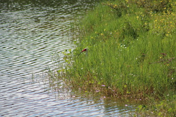 A bird hiding along a pond.