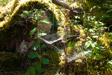 Glistening Spiderwebs