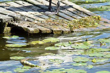 Stary, drewniany, zniszczony pomost w wodzie. © Krzysztof Głowacki