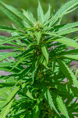 Marijuana hemp plant with buds growing in garden on sunny summer day