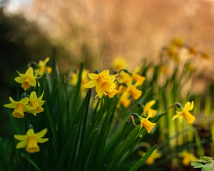 Obraz premium daffodils in spring