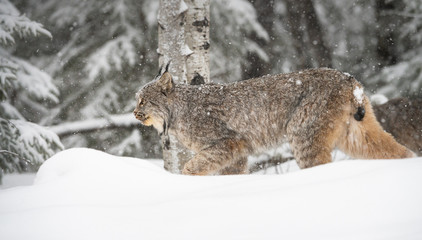 Canadian lynx in the wild