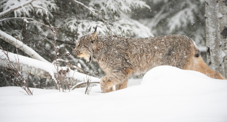 Canadian lynx in the wild © Jillian