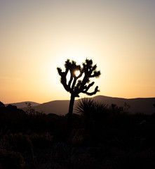 A silhouette of a Joshua Tree during sunrise.