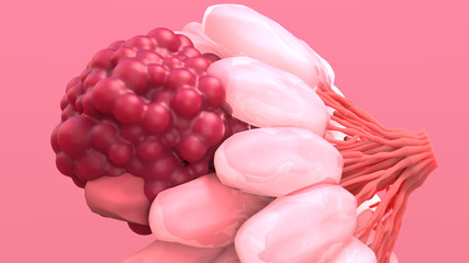Breast Cancer, Breast anatomy, Growing tumor. Cancer that forms in the cells of the breasts.
