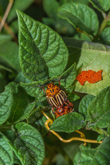 Colorado beetles on young potato leaves, agricultural pest. Colorado potato beetle eggs.