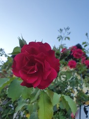 red rose in the garden