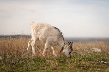 Obraz premium Goat eating grass,Goat on a pasture..White goat. Livestock bringing milk. Cattle on a village farm.