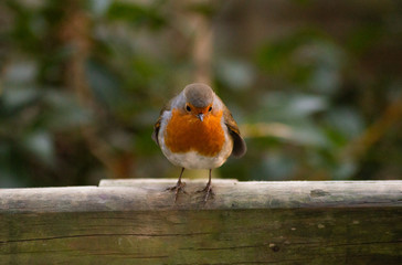 robin on a branch