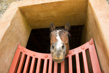 Brown horse at the stable