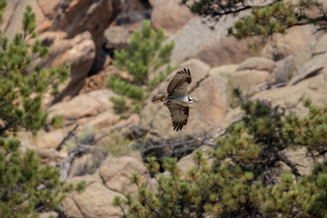 Osprey in Flight