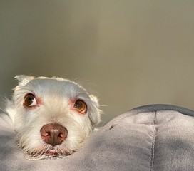 puppy looking at the world with wide eyes
