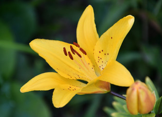 Obraz premium Lily (Lat. Lílium) Itis a genus of plants in the Lilley (Lat. Liliaceae) yellow