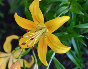 Obraz premium Lily (Lat. Lílium) Itis a genus of plants in the Lilley (Lat. Liliaceae) yellow