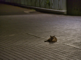 Tokyo,Japan-August 21, 2020: A cat at rest on the stone pavement in the dark