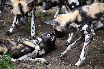 African painted dogs playing around in the dirt.