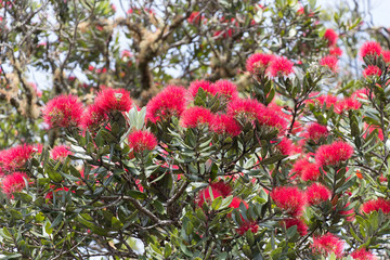 Close up view of pohutukawa tree in bloom.
