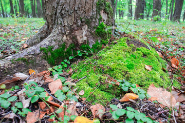 Tree roots in moss in the forest