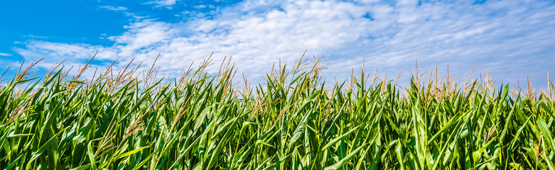 Green Maize Corn Field Plantation In Summer Agricultural Season. Skyline Horizon, Blue Sky Background. Eco-friendly food