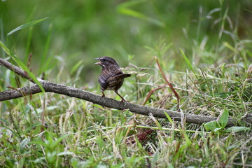 Small bird perched on stick.
