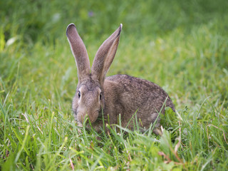 grey rabbit in the grass