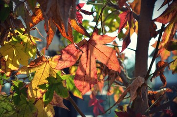 Liquidambar