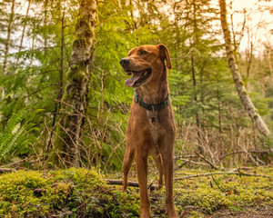 Huck walking in the woods