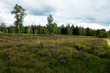 Obraz premium Heide- und Moorlandschaft Struffelt in der Nordeifel