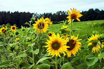 Obraz premium Blooming sunflower flowers in a meadow during summer