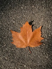 autumn leaves on asphalt