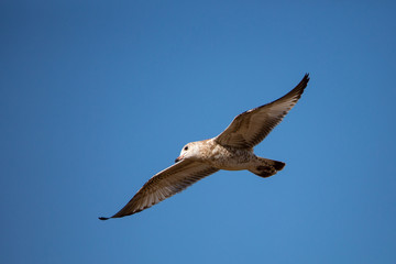 Fototapeta premium Immature Ring-billed Gull (Larus delawarensis) flying in a blue sky with copy space
