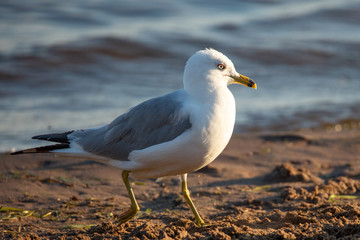 Ring-billed Gull (Larus delawarensis) walking on the beach in Wisconsin