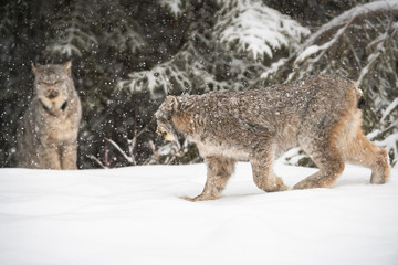 Canadian lynx in the wild