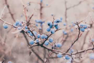 wild sloe, blackthorn berries on a branch, harvesting autumn harvest, cold weather, toned photo with soft selective focus