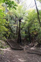 The view of silver fern on a hiking trail, Rangitoto Island, New Zealand.