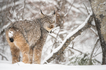 Canadian lynx in the wild
