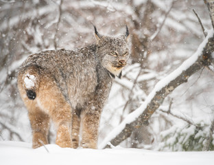Canadian lynx in the wild
