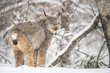 Naklejka premium Canadian lynx in the wild