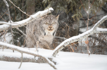Canadian lynx in the wild