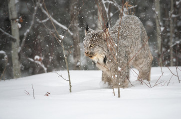 Canadian lynx in the wild