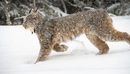Canadian lynx in the wild © Jillian