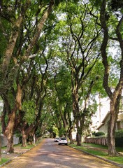 Obraz premium trees in the street