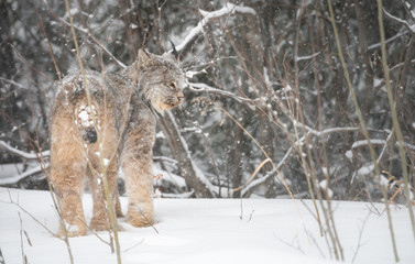 Canadian lynx in the wild