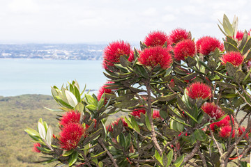 Close up view of pohutukawa in bloom with sea on background.