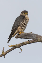 Male Adult Merlin on tree branch with yellow lichen in California. A very fierce falcon