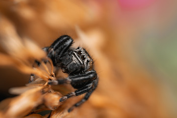 Black spider (Evarcha arcuata, jumping spider). High magnification, macro, many details.